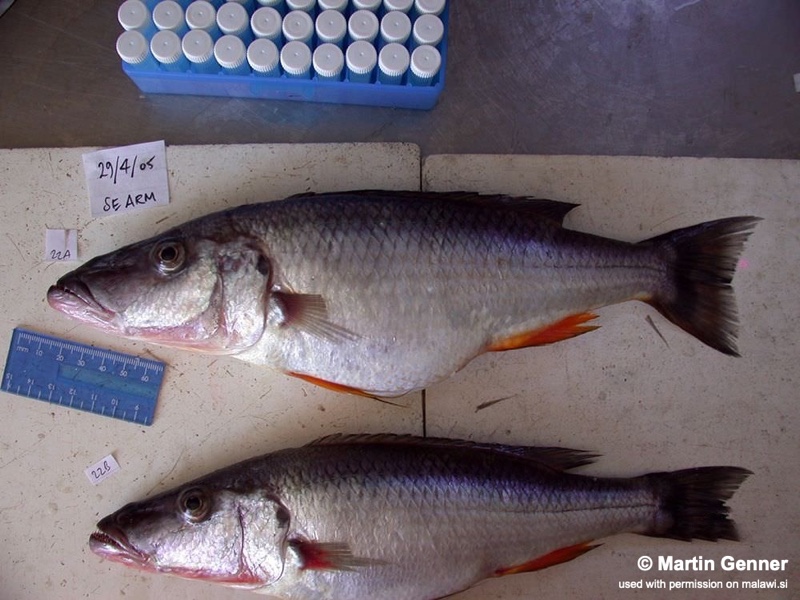 Rhamphochromis sp. 'longsnout' South East Arm